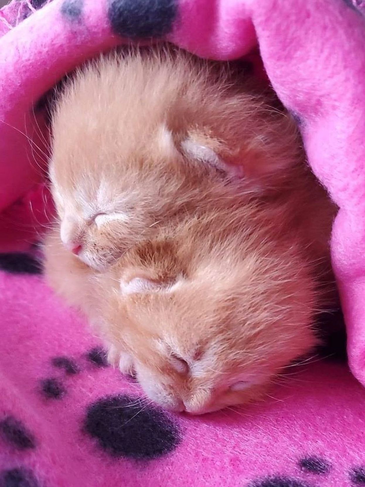 Adopt a Pet | Kitten season